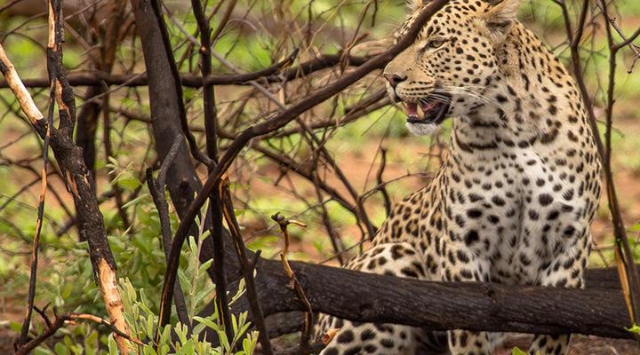 Kubu Metsi Safari Lodge