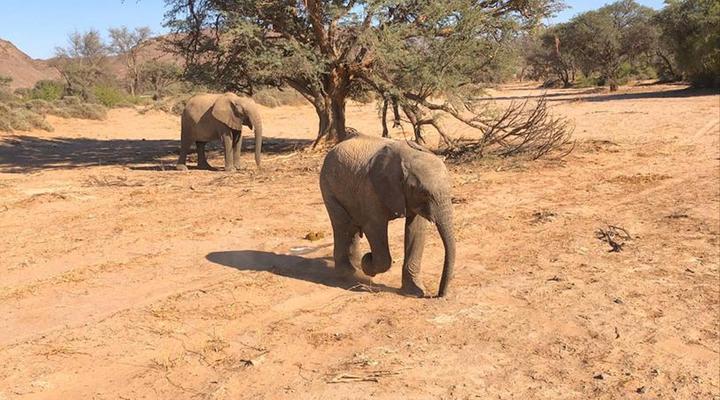 Desert Elephant Camping