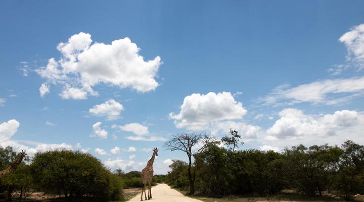 Little Africa Safari Lodge
