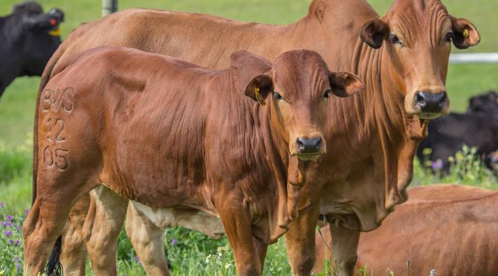 Brenaissance Wine & stud Estate