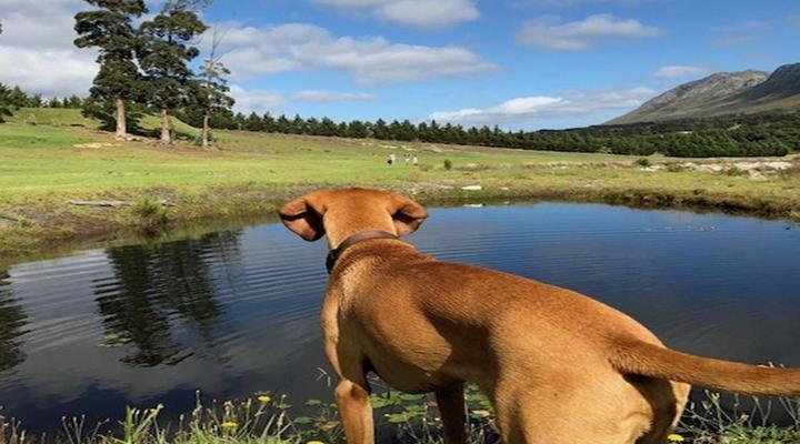 Hemel en Aarde Cottages