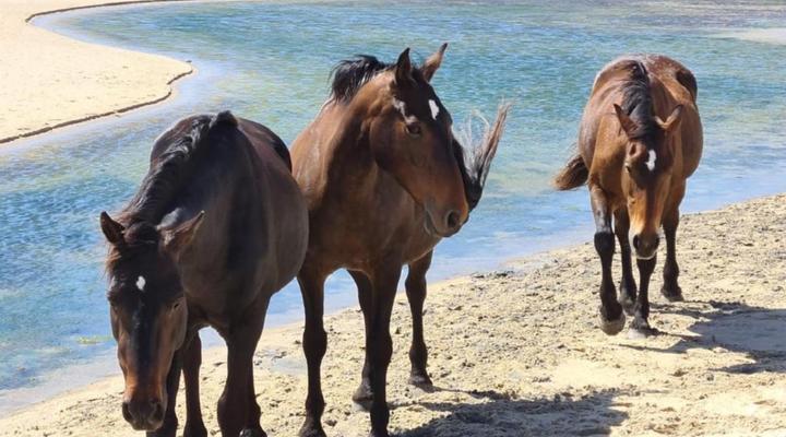 Little Haven 10 & 12