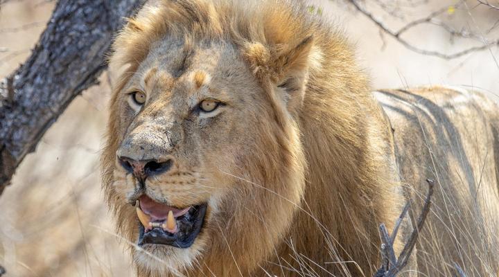 Machaton Private Camp