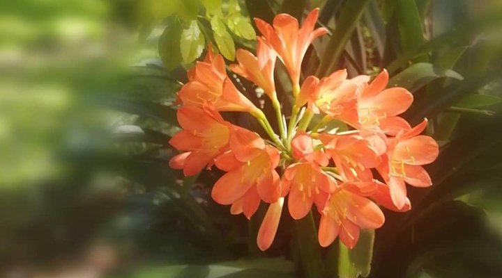 Chaston Manor Guest House