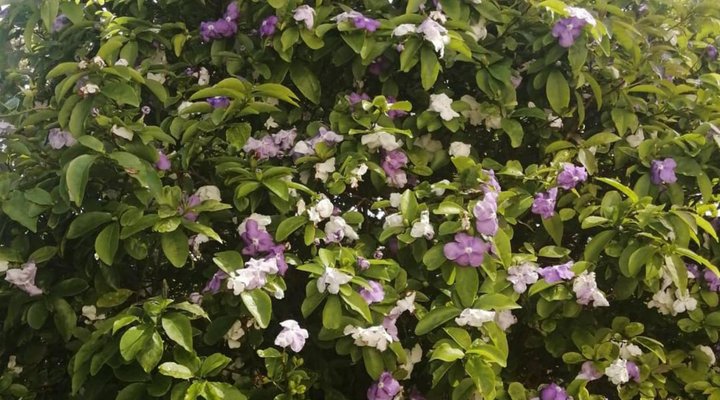 Chaston Manor Guest House