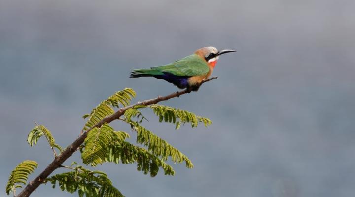 Marloth Wild Fig Studio