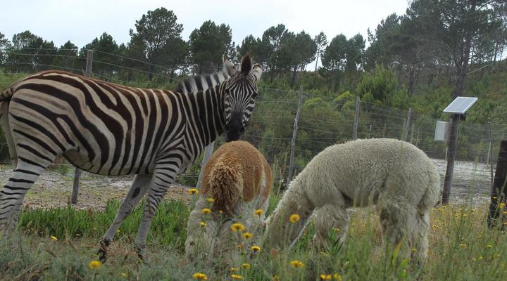 Otium Oasis Glamping & Camping