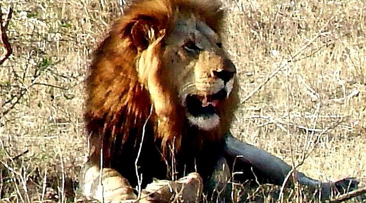 Wielewaal Bush Lodge