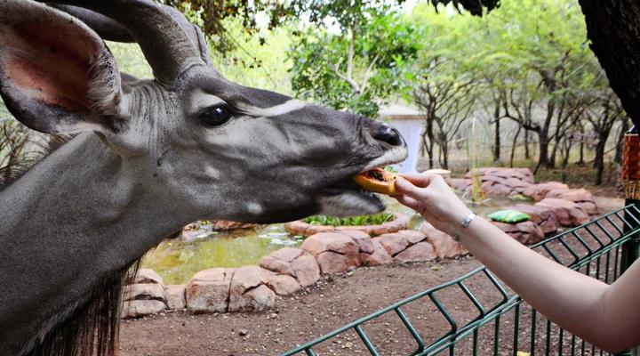 Wielewaal Bush Lodge