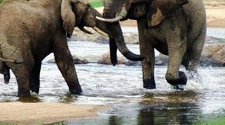 Wielewaal Bush Lodge