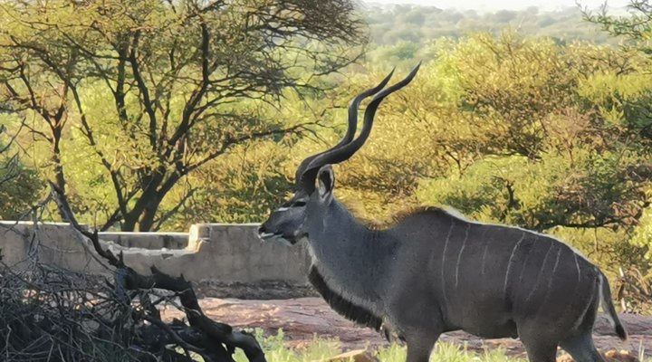 Leopardsong Game Lodge