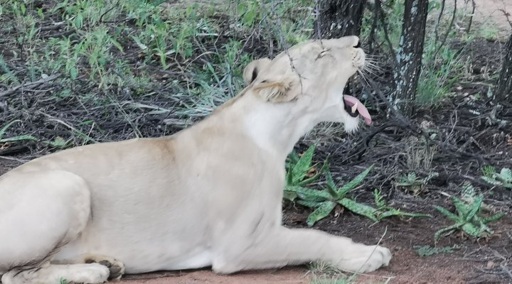 Leopardsong Game Lodge