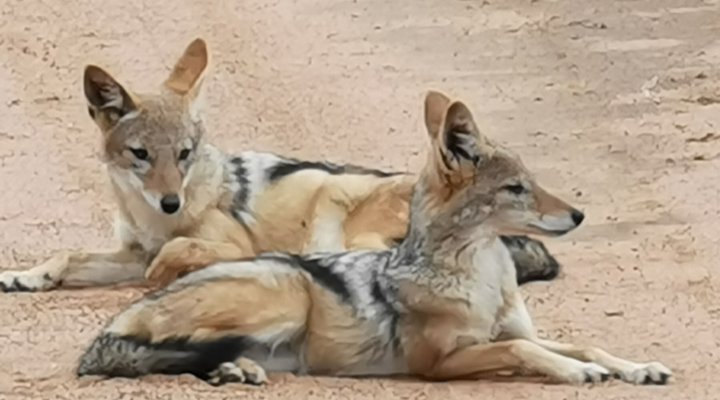 Leopardsong Game Lodge