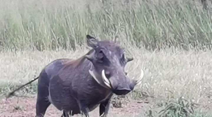 Leopardsong Game Lodge