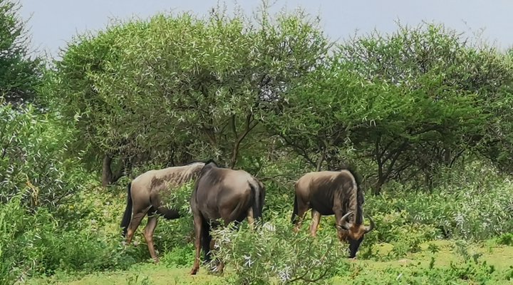 Leopardsong Game Lodge