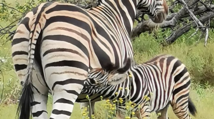 Leopardsong Game Lodge