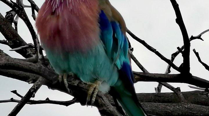 Leopardsong Game Lodge