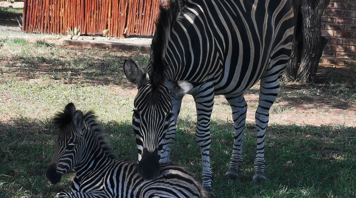 Leopardsong Game Lodge