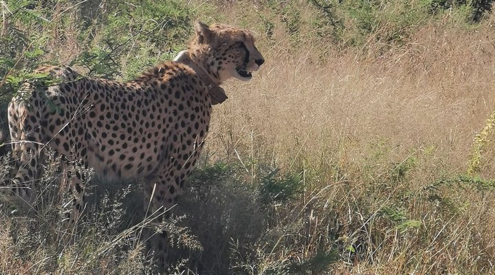 Leopardsong Game Lodge