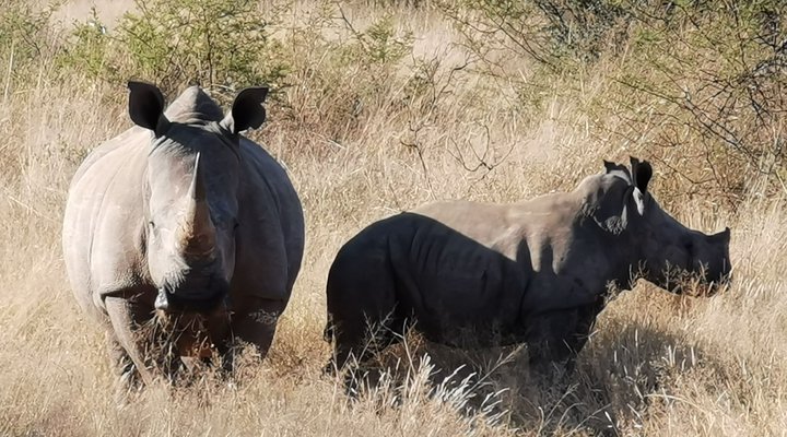 Leopardsong Game Lodge