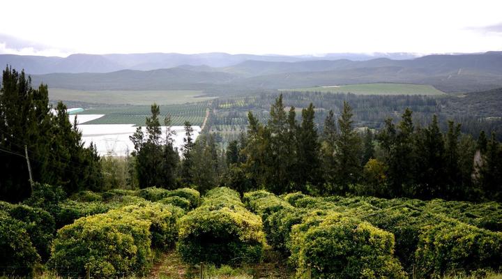 Addo Dung Beetle Guest Farm
