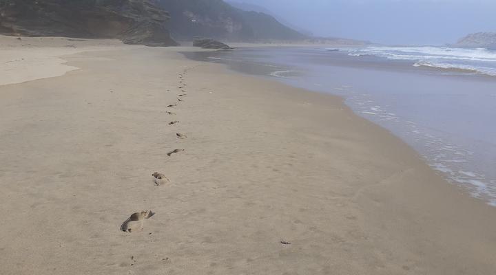 Blue Dolphin Guest Suite