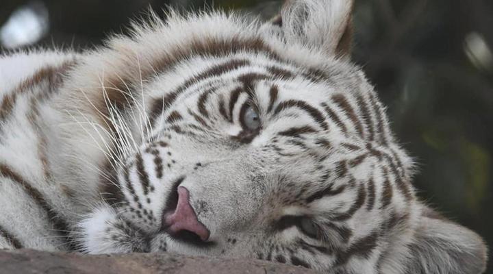 Pumbaa Wildlife Park and Accommodation