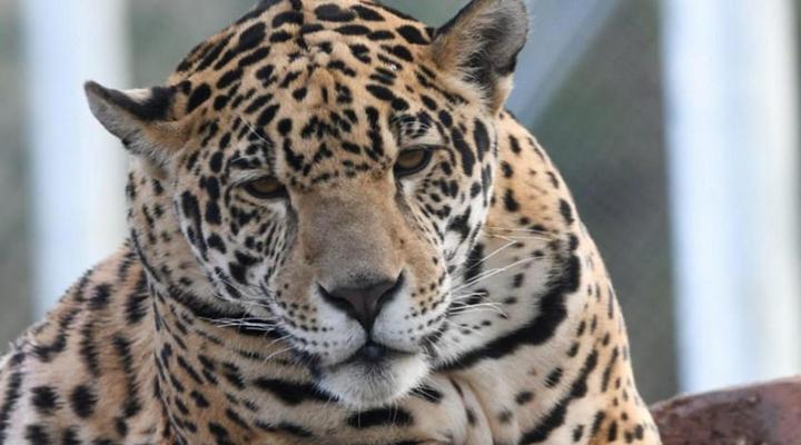 Pumbaa Wildlife Park and Accommodation