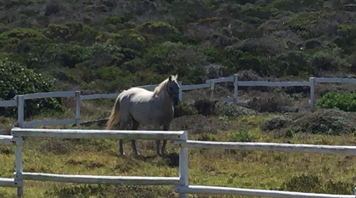 Wild Ocean Self Catering