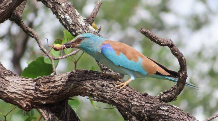 Ndhula Luxury Tented Lodge