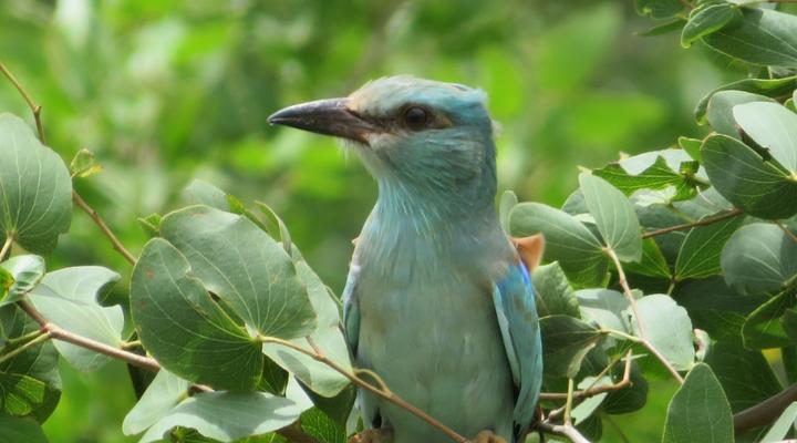 Ndhula Luxury Tented Lodge