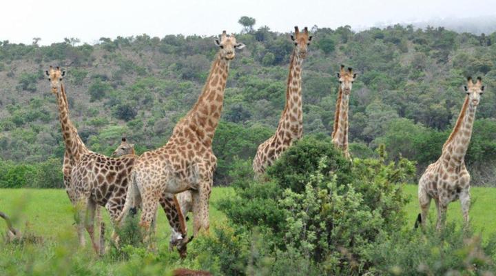Elandsvlei Estate Farmhouse