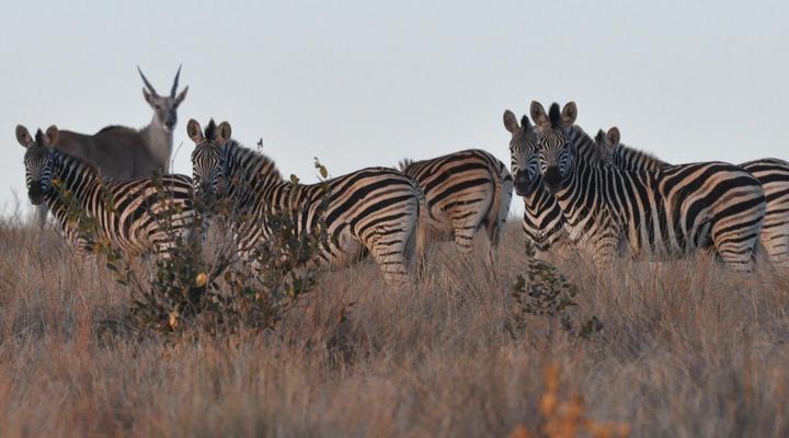 Elandsvlei Estate Farmhouse