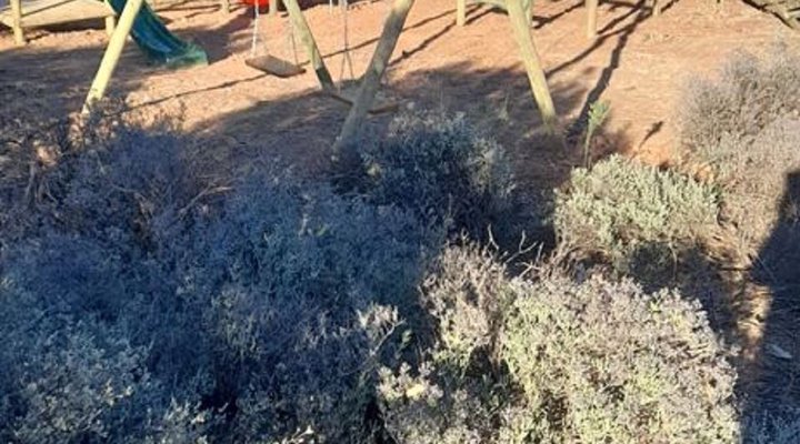 The Travelling Tortoise