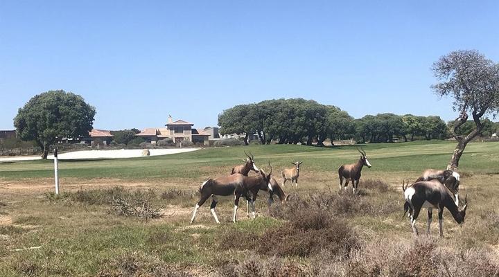 Hidden Gem 6 Sleeper Luxury Holiday Home