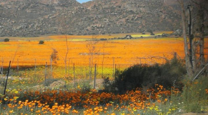 Thys'e Kombuis & Guest House