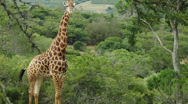 Simbonga Game Reserve & Sanctuary