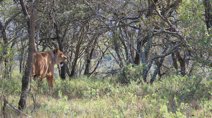 Simbonga Game Reserve & Sanctuary