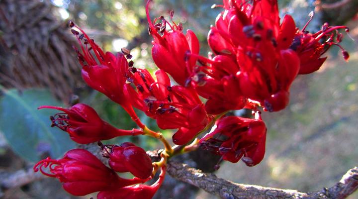 Ultima Thule-Cottages