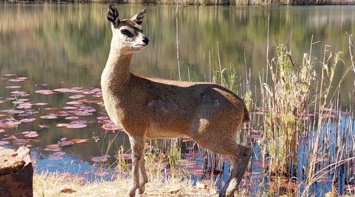 Kubu Khaya, Mabalingwe