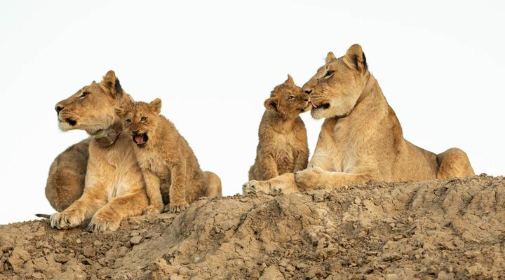 Magic Hills Private Collection