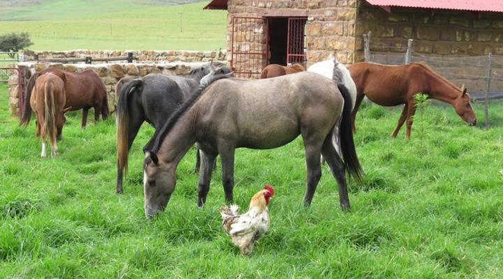 Fairbairn Guest Farm