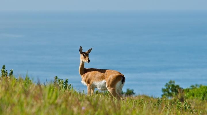 Oribi Haven Cottages