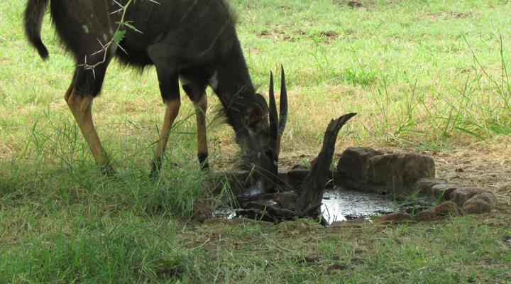 Nkonkoni Fishing Camp