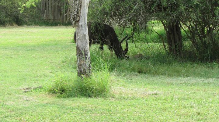 Nkonkoni Fishing Camp