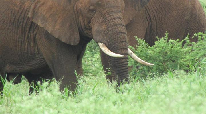 Nkonkoni Fishing Camp
