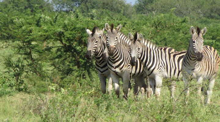 Nkonkoni Fishing Camp