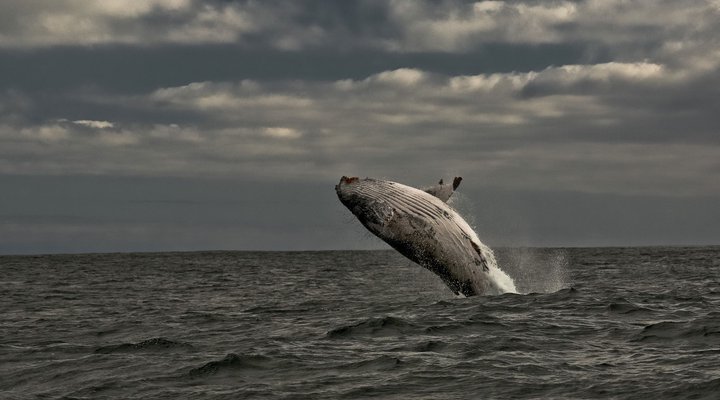 A103 Whale Cove