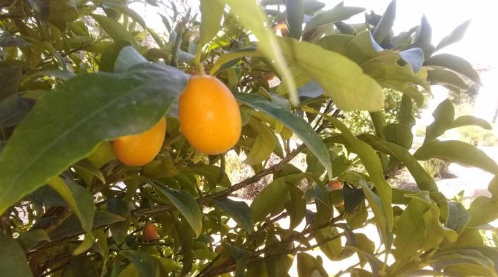 The Barn of Merindol