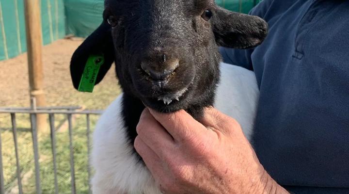 Assendelft Lodge and Bush Camp